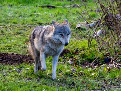 Wolf - De Zonnegloed - Animal park - Animal refuge centre 